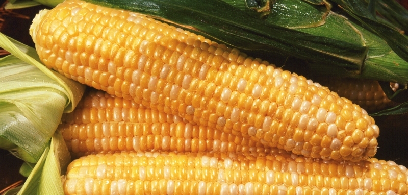 Kenya Corn