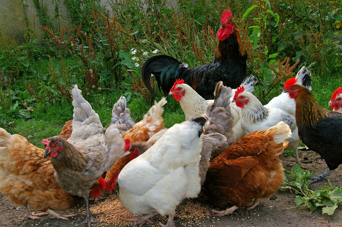 poultry-kienyeji-farming-kenya – FarmLINK Kenya